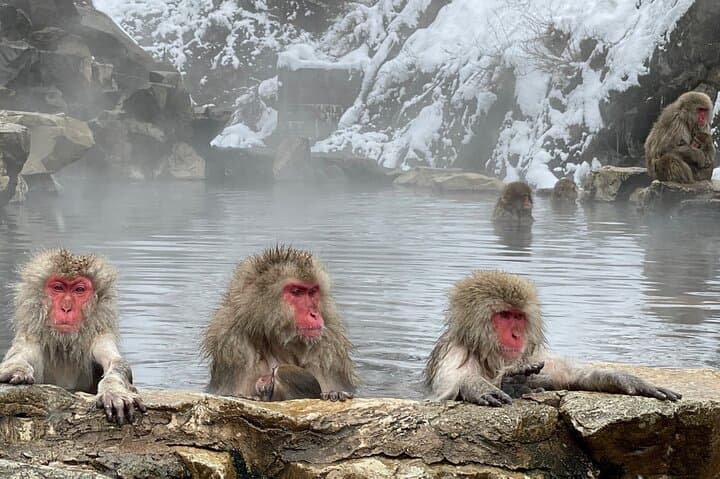 Myoko and Madarao Day Tour Snow Monkeys, Zenkoji and Sake — photo 6