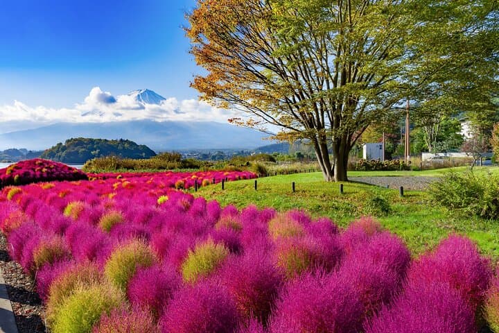 Small Group Tour Mount Fuji and Lake Kawaguchi from Tokyo — photo 3