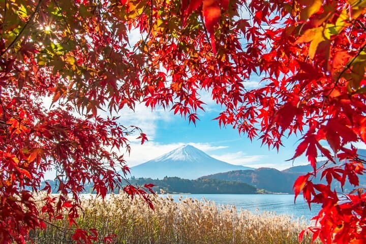 Seasonal Mt. Fuji Scenic Views, Fruit Picking and Ropeway Ride — photo 10