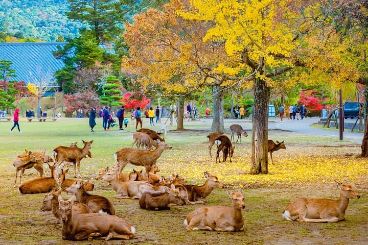 Kyoto & Nara Small Group Day Tour from Kyoto — photo 2