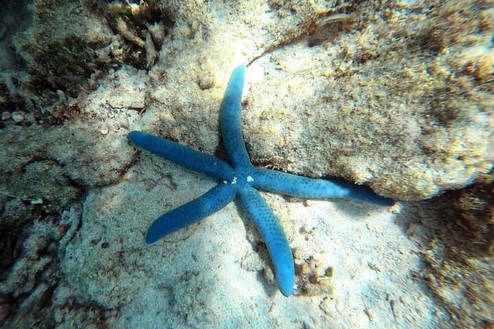 Private Snorkeling Experience in Yambaru (North Okinawa) — photo 2