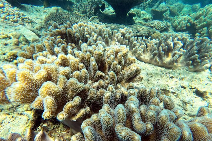 Private Snorkeling Experience in Yambaru (North Okinawa) — photo 7