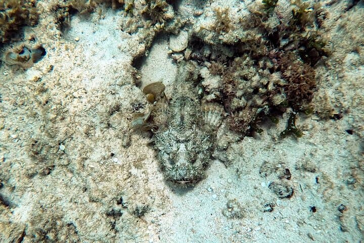 Private Snorkeling Experience in Yambaru (North Okinawa) — photo 13