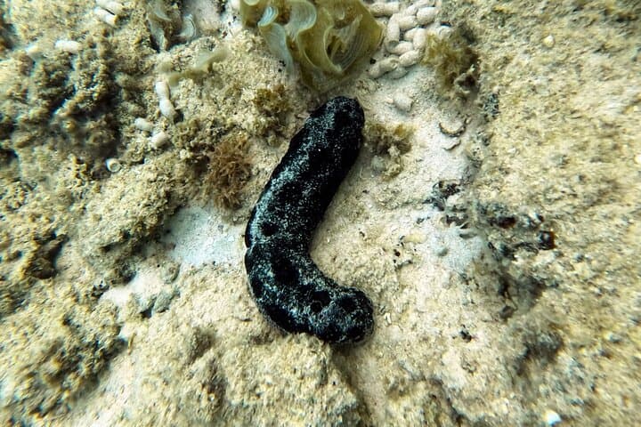 Private Snorkeling Experience in Yambaru (North Okinawa) — photo 9