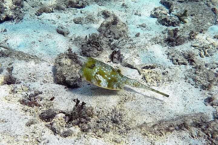 Private Snorkeling Experience in Yambaru (North Okinawa) — photo 15