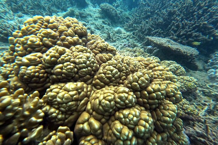 Private Snorkeling Experience in Yambaru (North Okinawa) — photo 14