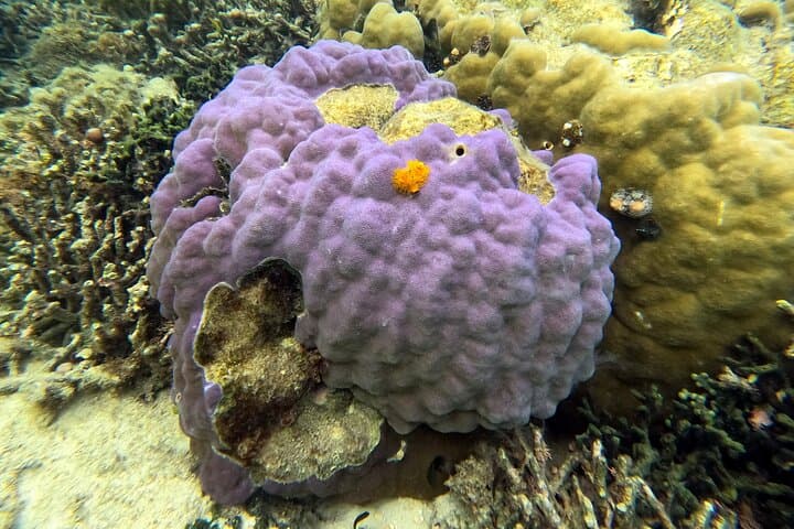 Private Snorkeling Experience in Yambaru (North Okinawa) — photo 3
