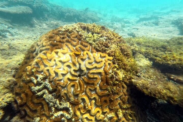Private Snorkeling Experience in Yambaru (North Okinawa) — photo 10