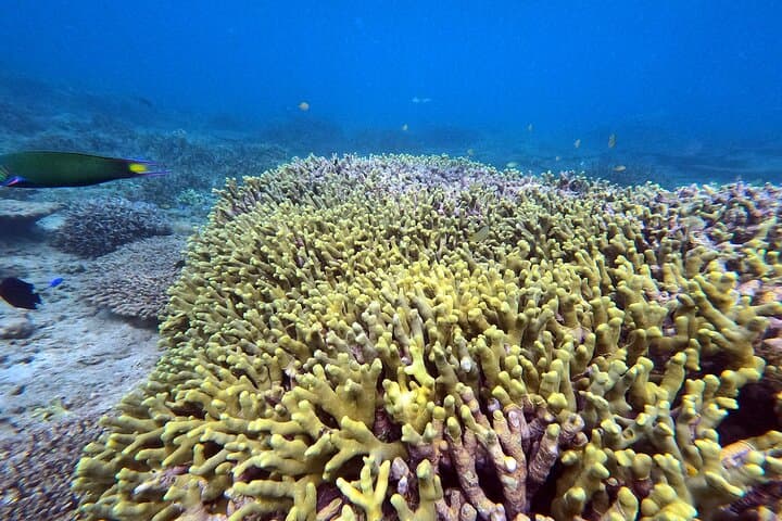 Private Snorkeling Experience in Yambaru (North Okinawa) — photo 12