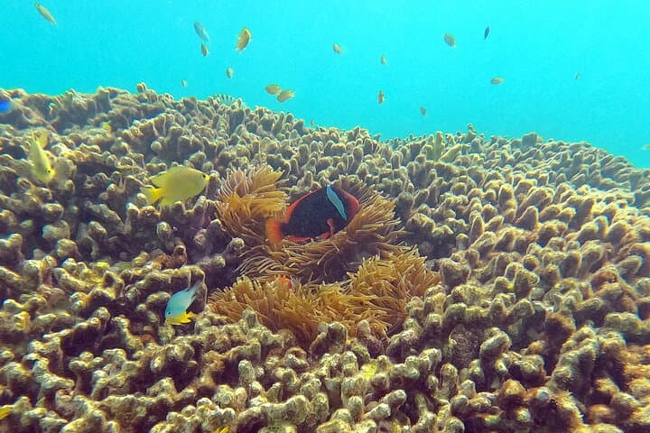 Private Snorkeling Experience in Yambaru (North Okinawa) — photo 5