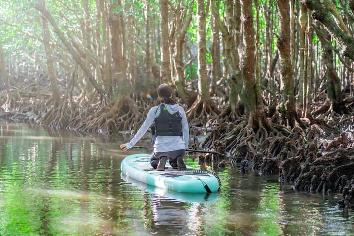 Ishigaki Mangrove and Sea SUP or Kayak with Drone and SLR Footage — photo 8