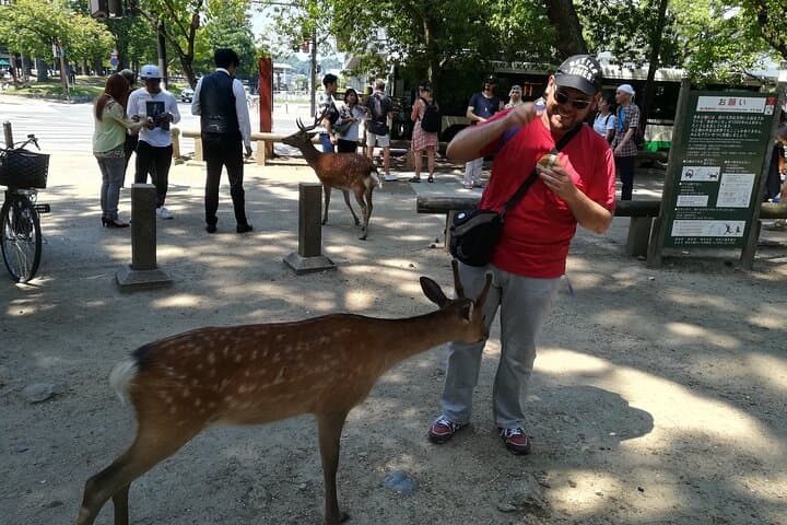 Nara Day Trip from Osaka – Local Japanese Experienced Guide — photo 9
