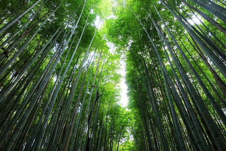 Kyoto Morning Tour with English Speaking Guide — photo 2