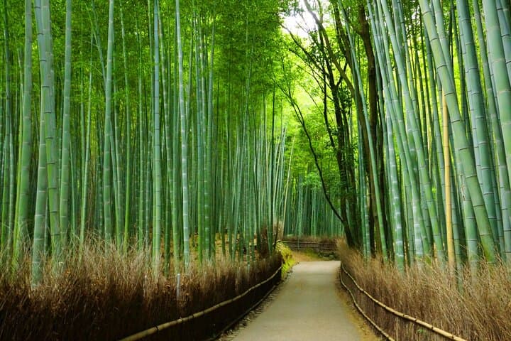 Kyoto Morning Tour with English Speaking Guide — photo 8