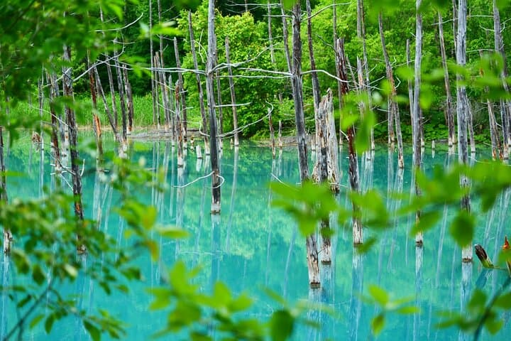 1 Day Tour from Sapporo Blue Pond and Hills of Seasonal Colors — photo 4