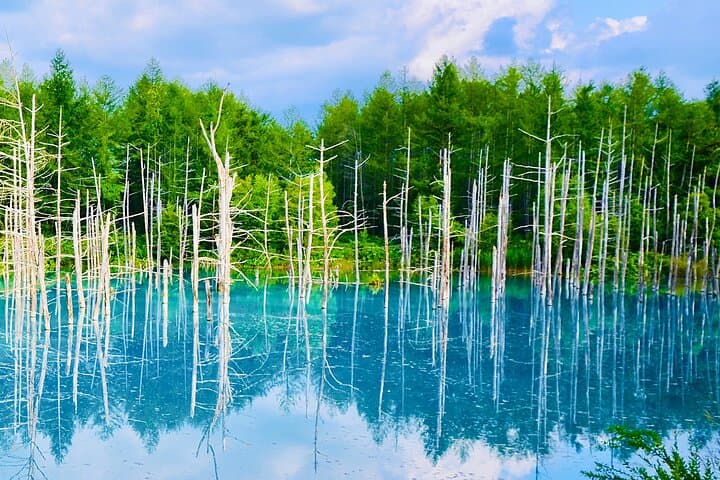 1 Day Tour from Sapporo Blue Pond and Hills of Seasonal Colors — photo 3