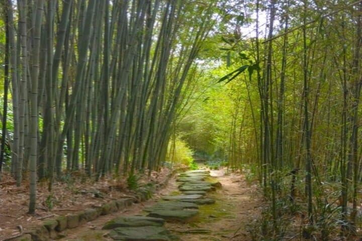 Explore a Hidden Bamboo Grove and Temple with a Kyoto-Local Guide — photo 3