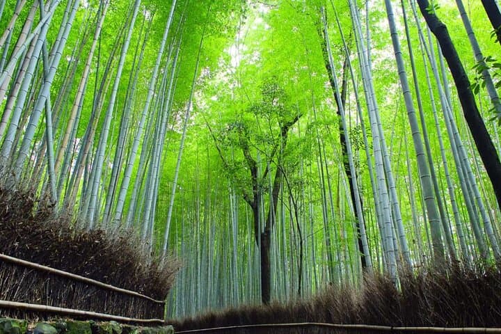 Kyoto: Arashiyama Early Access Bamboo & Temple Tour — photo 9