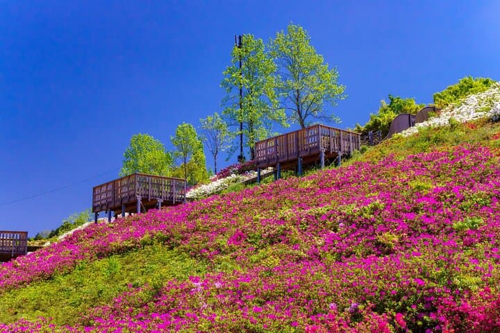 Kumano Kodo Kii-ji Walking Tour from Hoshiya Station — photo 9