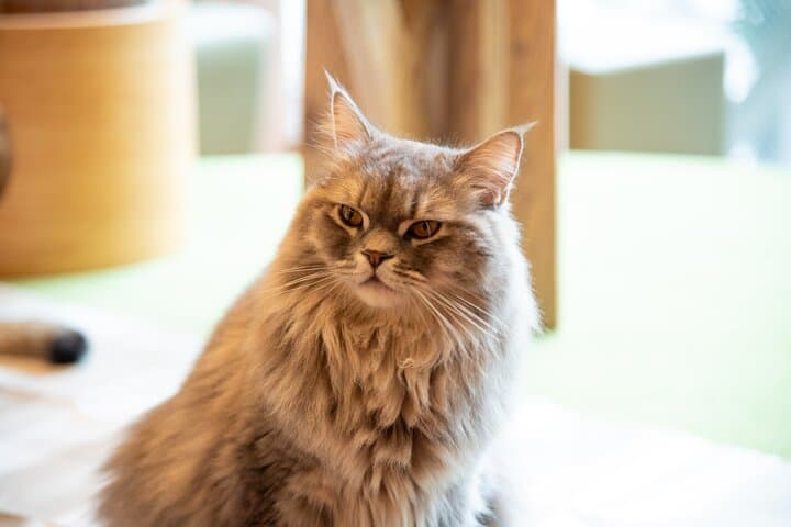 Akihabara Pop Culture and Relaxing Cat Café Tour with Local Guide — photo 5
