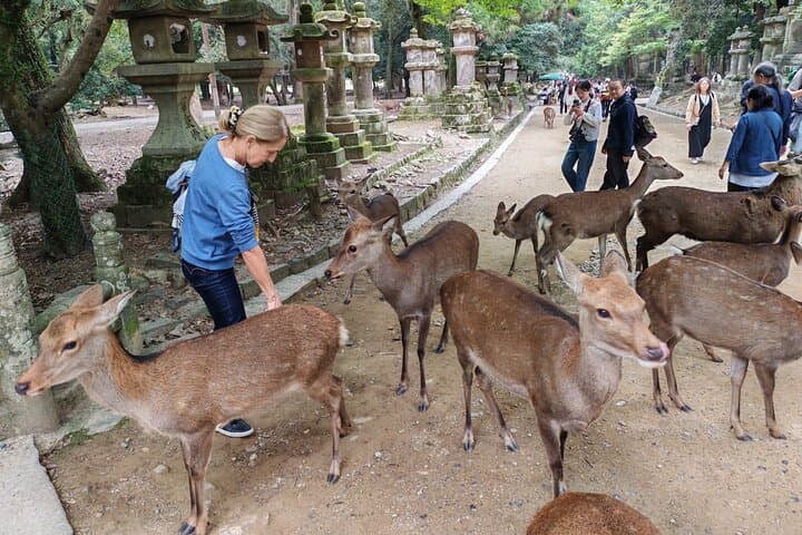 Nara: Todai-ji Temple & Great Buddha 2-Hour Guided Tour — photo 4