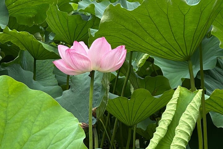 Tokyo Private Tour: Temples, Culture & Modern City Highlights — photo 4