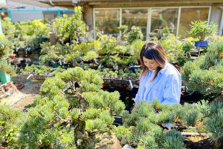 Create Your Own Pine Bonsai & Discover Aesthetics in Osaka Ikeda — photo 9