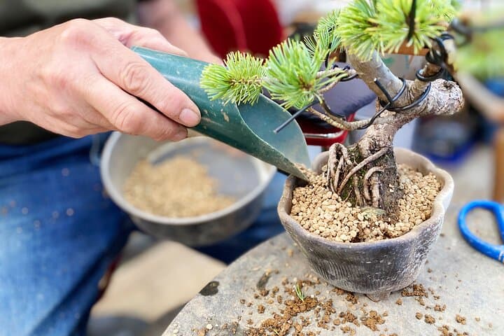 Create Your Own Pine Bonsai & Discover Aesthetics in Osaka Ikeda — photo 4