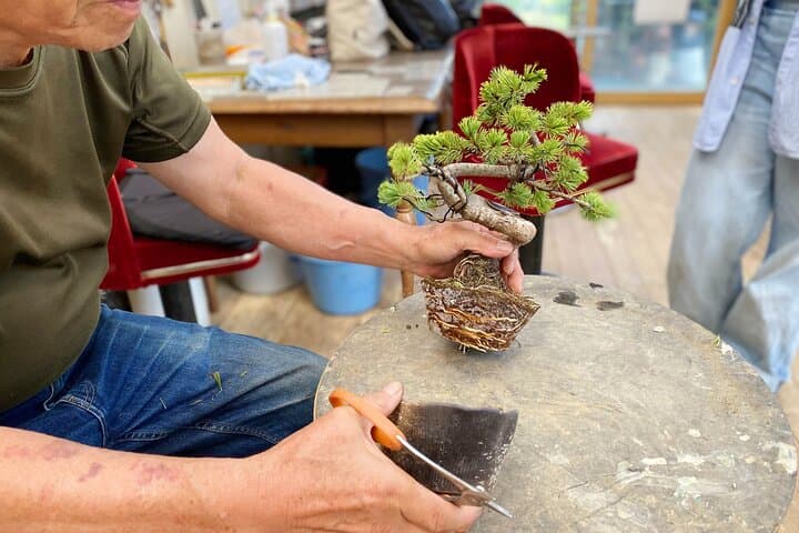 Create Your Own Pine Bonsai & Discover Aesthetics in Osaka Ikeda — photo 5