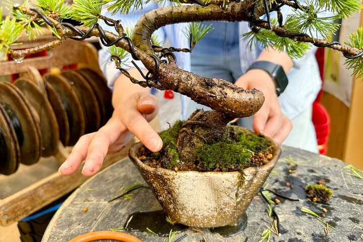 Create Your Own Pine Bonsai & Discover Aesthetics in Osaka Ikeda — photo 6
