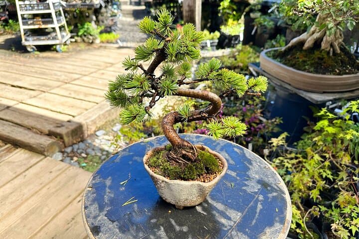 Create Your Own Pine Bonsai & Discover Aesthetics in Osaka Ikeda — photo 7