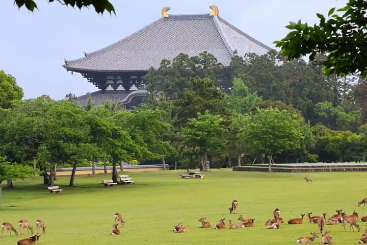 Nara Day Tour: Todai-ji, Kasuga Taisha & Sacred Deer Walk — photo 5