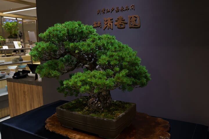 Tokyo: Bonsai Making Experience with Bonsai Master — photo 6