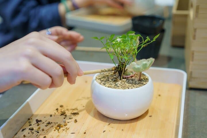 Tokyo: Bonsai Making Experience with Bonsai Master — photo 11