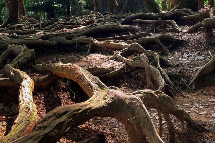 Hike and explore the Kurama and Kibune ancient Paths — photo 5