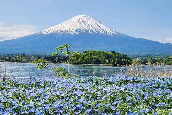 From Tokyo:Mount Fuji Lake Kawaguchi, Oshino Hakkai,Shrine Tour — photo 9