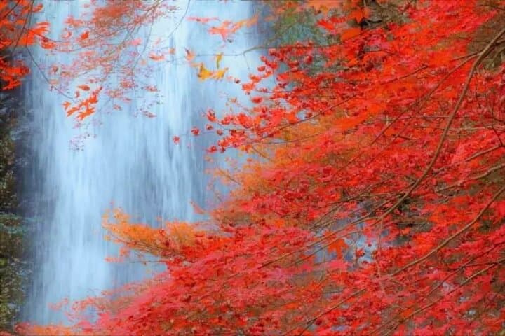 Katsuo-ji, Minoo Falls, Todai-ji, Arashiyama & Nara Park Day Tour — photo 20