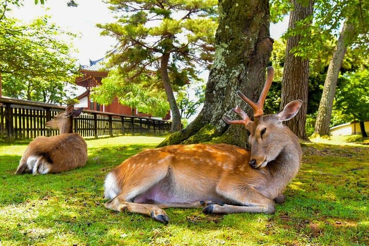 Katsuo-ji, Minoo Falls, Todai-ji, Arashiyama & Nara Park Day Tour — photo 4