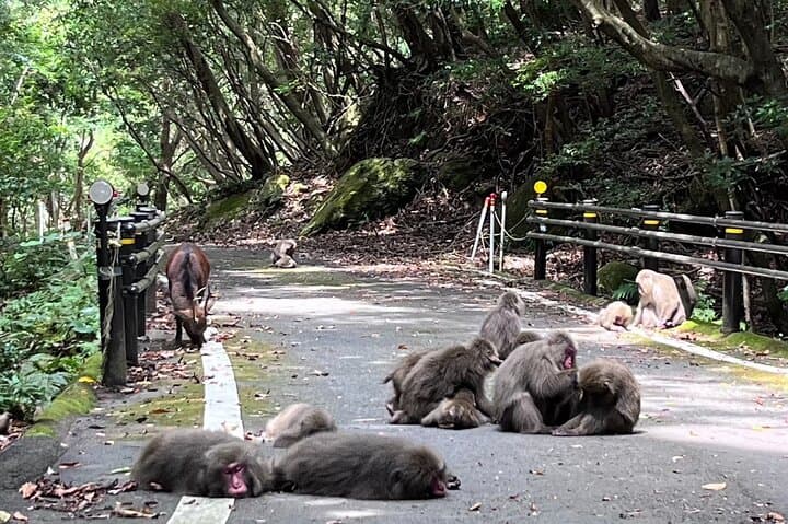Yakushima Electric Bike Rentals — photo 5