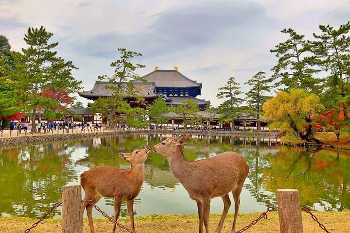 Kyoto Day Tour to Arashiyama, Fushimi Inari and Nara Deer Park — photo 5