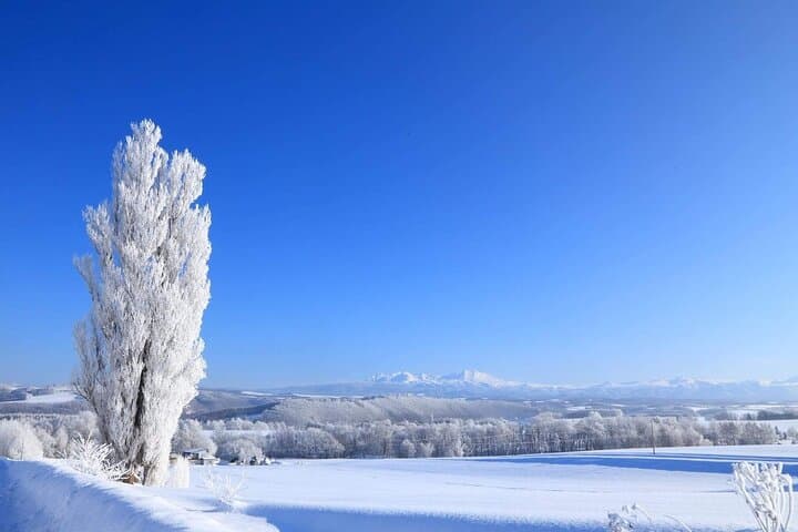 Luxury Hokkaido Day Tour to Asahiyama Zoo and Biei Blue Pond