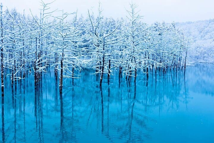 Luxury Hokkaido Day Tour to Asahiyama Zoo and Biei Blue Pond — photo 10