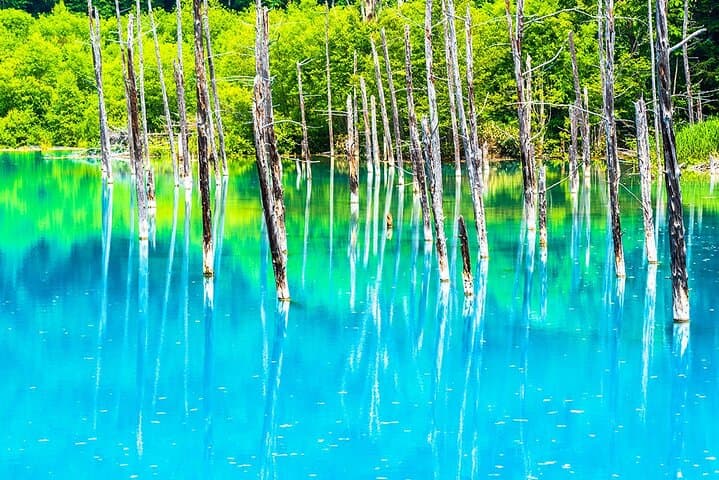 Luxury Hokkaido Day Tour to Asahiyama Zoo and Biei Blue Pond — photo 11