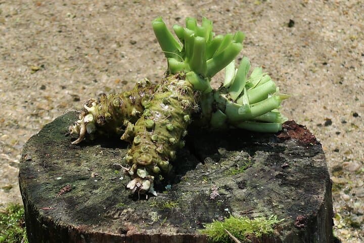 Exclusive Wasabi Harvesting, Soba Lunch and Matsumoto Castle Tour