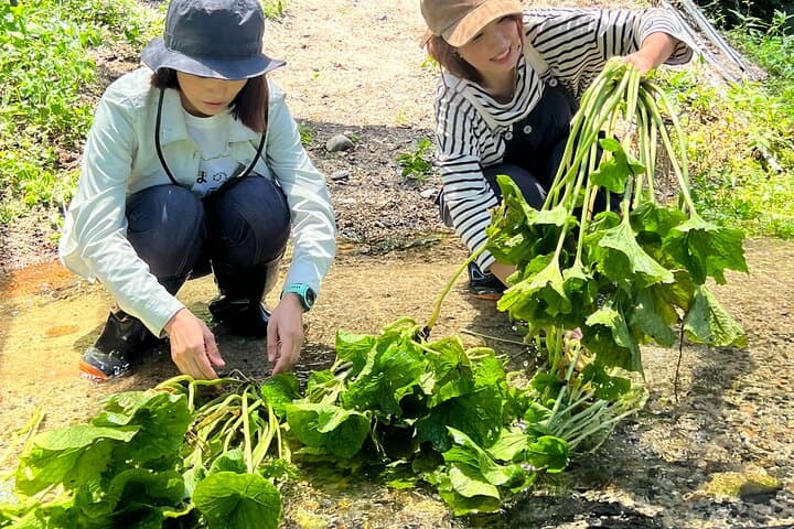 Exclusive Wasabi Harvesting, Soba Lunch and Matsumoto Castle Tour — photo 2