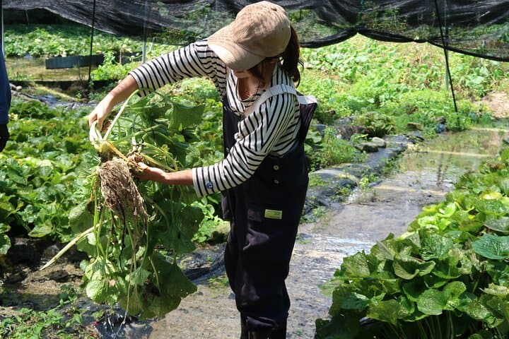 Exclusive Wasabi Harvesting, Soba Lunch and Matsumoto Castle Tour — photo 3