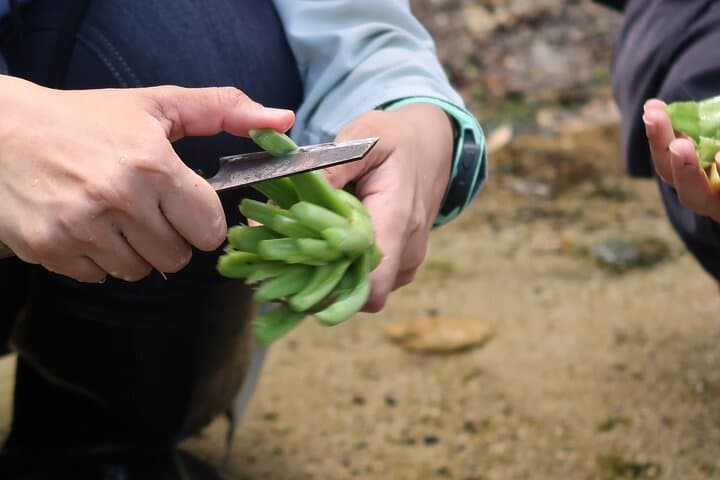 Exclusive Wasabi Harvesting, Soba Lunch and Matsumoto Castle Tour — photo 10