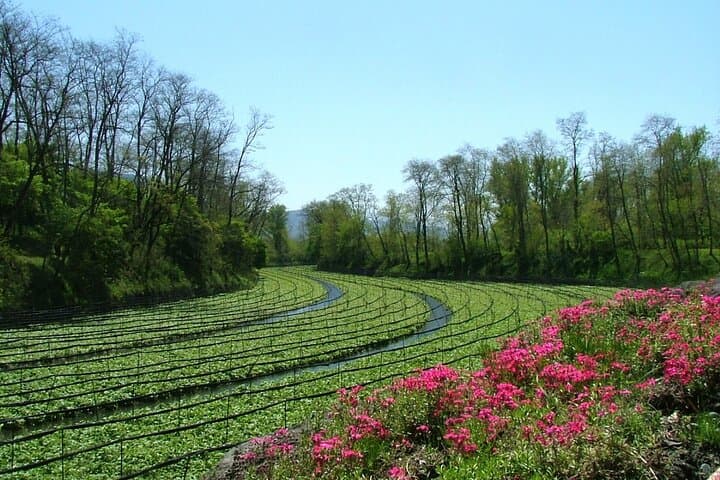 Exclusive Wasabi Harvesting, Soba Lunch and Matsumoto Castle Tour — photo 8