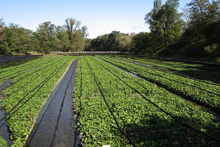 Exclusive Wasabi Harvesting, Soba Lunch and Matsumoto Castle Tour — photo 9