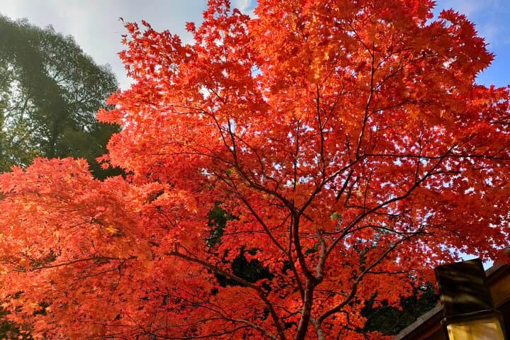 Temple Paths and Manga Dreams — photo 7